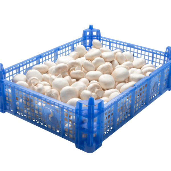 Champignon Caisse